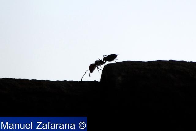 Ehi Crematogaster! Attenta al gradino!